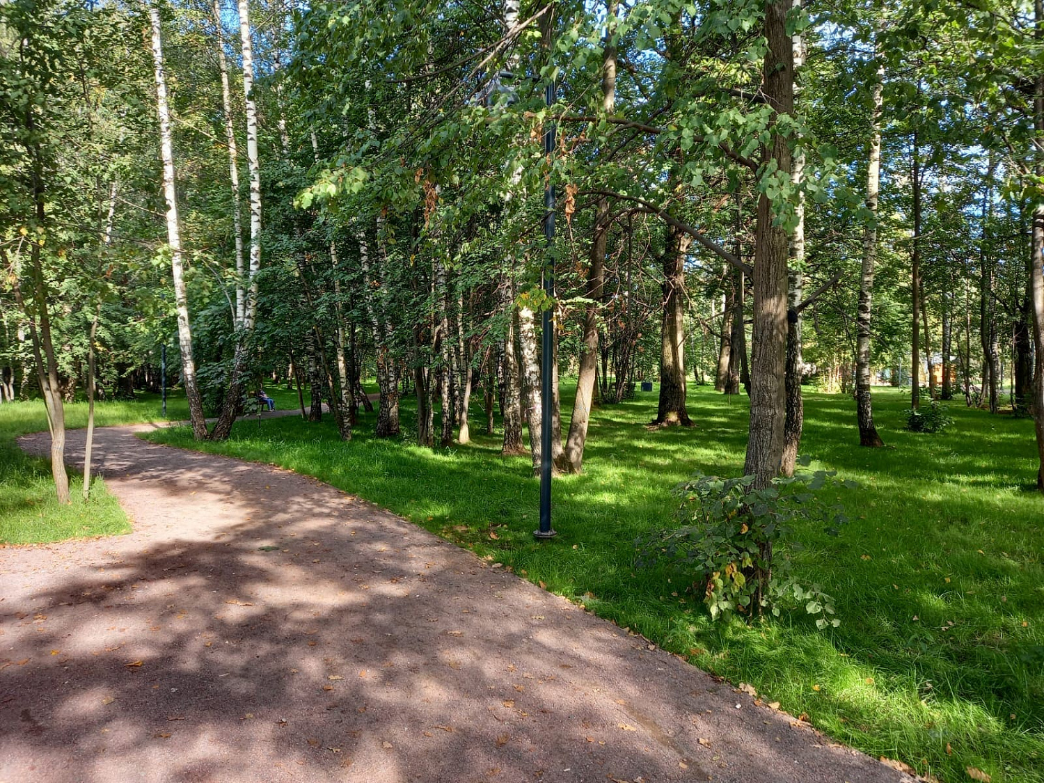 Фрязинский лесопарк, г.о.Фрязино